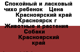 Спокойный и ласковый чихо-ребенок › Цена ­ 13 000 - Красноярский край, Красноярск г. Животные и растения » Собаки   . Красноярский край